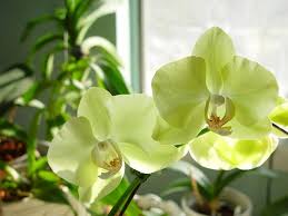 Light Green Phalaenopsis Orchid Flower Seeds for Planting – Cut Flower Favorite, Heirloom, Non-GMO, High Germination