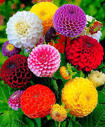 Dahlia Flower Seeds for Planting – Heirloom, Non-GMO, Compact Growth Organic Garden Seeds