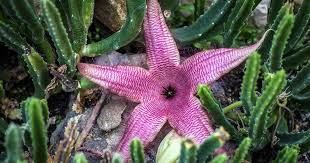 Stapelia Flower Seeds for Planting – Low Maintenance, Heirloom, Non-GMO, High Germination Garden Seeds