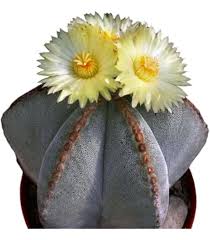 Astrophytum Flower Seeds for Planting – Cottage Garden Essential Heirloom Non-GMO Organic Garden Seeds