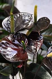 Dark Brown Anthurium Flower Seeds for Planting – Heirloom, Non-GMO, Low-Maintenance High Germination Seeds