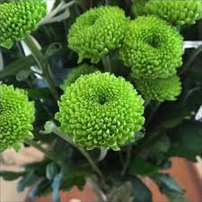 Green Chrysanthemum Flower Seeds for Planting – Heirloom, Non-GMO, High Germination Organic Garden Seeds