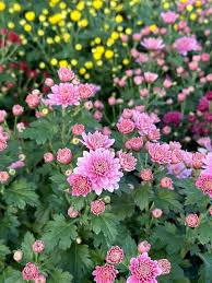 Light Pink Green Chrysanthemum Flower Seeds for Planting – Heirloom, Non-GMO, Wildflower Mix Organic Seeds