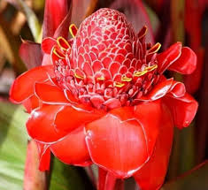 Torch Ginger Flower Seeds for Planting – Heirloom, Non-GMO Fragrant Blossoms, High Germination Seeds