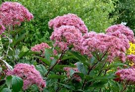 Joe Pye Flower Seeds for Planting – Shade Tolerant, Heirloom, Non-GMO, High Germination Garden Seeds