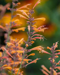 Orange Agastache Navajo Flower Seeds for Planting | Pollinator Friendly Heirloom Non-GMO Organic Garden Seeds