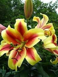 Yellow Red Lilium Flower Seeds for Planting – Heirloom, Non-GMO, High Germination Organic Garden Seeds