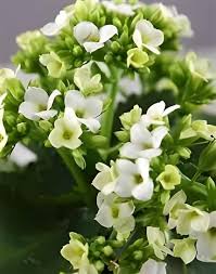 White Kalanchoe Flower Seeds for Planting – Heirloom, Non-GMO, High Germination Organic Garden Seeds