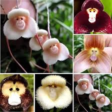 Orchid Flower Seeds for Planting - Vibrant Colors, Heirloom, Non-GMO, High Germination Organic Garden Seeds