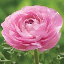 Pale Pink Ranunculus Flower Seeds for Planting – Premium Quality Heirloom Non-GMO Organic Garden Seeds