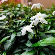 Tabernaemontana Flower Seeds for Planting - Heirloom, Non-GMO, Organic Garden Seeds, High Germination