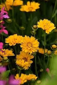 Yellow Early Sunrise Flower Seeds for Planting – Heirloom, Non-GMO, Cottage Garden Essential Organic Seeds