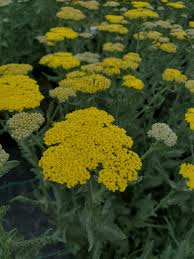 Yellow Achillea Flower Seeds for Planting – Heirloom, Non-GMO, Fragrant Blossoms Organic Garden Seeds