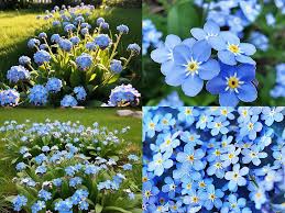 Myosotis Flower Seeds for Planting – Heirloom, Non-GMO, High Germination Organic Garden Seeds