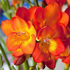 Yellow Orange Freesias Flower Seeds for Planting - Heirloom, Non-GMO, High Germination Organic Garden Seeds
