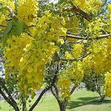 Green Semen Cassiae Flower Seeds for Planting – Heirloom, Non-GMO, High Germination Organic Garden Seeds