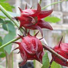 Flower Seeds, Seeds,Seeds For Planting,Plant Seeds