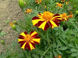 Marigold Mr Majestic Flower Seeds for Planting – Fragrant Blossoms, Heirloom, Non-GMO, Organic Garden Seeds