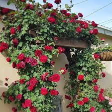 Dark Red Climbing Rose Flower Seeds for Planting – Heirloom, Non-GMO, Shade-Tolerant Organic Garden Seeds