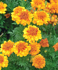 Heirloom French Marigold Flower Seeds for Planting – Non-GMO, High Germination Organic Garden Seeds