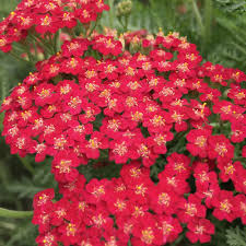 Red Yarrow Flower Seeds for Planting – Heirloom, Non-GMO, High Germination Organic Garden Seeds
