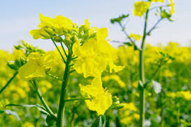 Canola Oil Flower Seeds for Planting – Hardy Variety, Heirloom, Non-GMO, High Germination Garden Seeds
