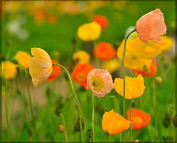 Nudicaule Flower Seeds for Planting – Fragrant Blossoms, Heirloom, Non-GMO, High Germination Garden Seeds
