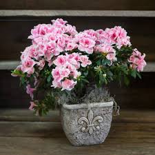 Pink Azalea Flower Seeds for Planting – Heirloom, Non-GMO, High Germination Organic Garden Seeds