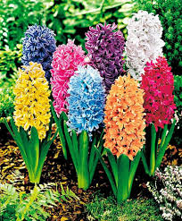 Hyacinth Flower Seeds for Planting – Heirloom, Non-GMO, Shade Tolerant, High Germination