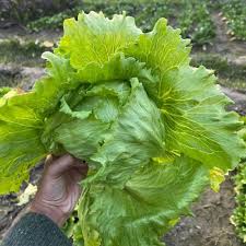 Lettuce Iceberg Seeds for Planting – Crisp Head, High Yield, Cool Season Vegetable