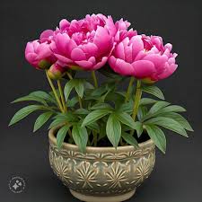 Paeonia Flower Seeds for Planting – Heirloom, Non-GMO, High Germination, Organic Garden Seeds