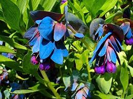 Blue Gibraltar Flower Seeds for Planting – Heirloom, Non-GMO, High Germination Organic Garden Seeds