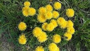 Dandelion Flower Seeds for Planting – Heirloom, Non-GMO, High Germination Organic Garden Seeds
