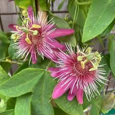 Passiflora Incarnata Flower Seeds for Planting - Pink, Heirloom & Non-GMO, High Germination Organic Garden Seeds