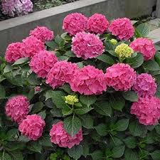 Thick Pink Hydrangea Flower Seeds for Planting – Premium Quality, Heirloom & Non-GMO, High Germination