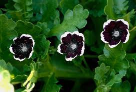 Black Menziesii Flower Seeds for Planting – Heirloom, Non-GMO, High Germination Border Garden Seeds