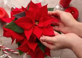Poinsettia Flower Seeds for Planting – Heirloom, Non-GMO, High Germination Organic Garden Seeds