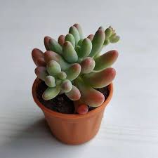 Mixed Sedum Flower Seeds for Planting – Compact Growth Heirloom Non-GMO Garden Seeds