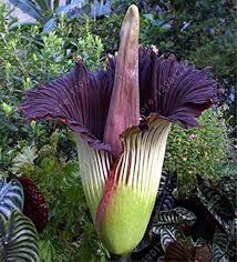 Smelliest Flower Seeds for Planting – Wildflower Mix, Heirloom, Non-GMO, High Germination