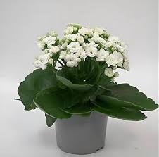 Purple White Kalanchoe Humilis Seeds – Perfect for Borders, Heirloom & Non-GMO