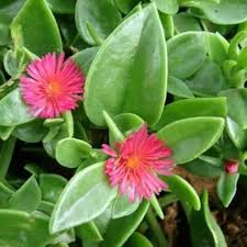 Aptenia Cordifolia Flower Seeds for Planting – Heirloom, Non-GMO, High Germination Organic Garden Seeds