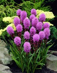 Pink Liatris Spicata Flower Seeds for Planting – Heirloom, Non-GMO, Perfect for Borders Organic Garden Seeds