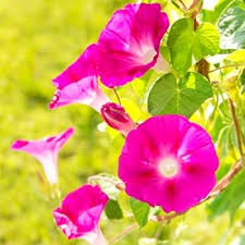 Ipomoea Pes-caprae Flower Seeds for Planting – Pollinator Friendly, Heirloom, GMO Free Organic Garden Seeds