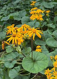 Ligularia Dentata Flower Seeds for Planting – Shade Tolerant, Heirloom & Non-GMO Seeds