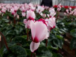 Red White Cyclamen Flower Seeds for Planting | Heirloom Non-GMO High Germination Organic Garden Seeds