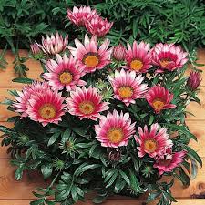 Heirloom Gazania Flower Seeds for Planting – Non-GMO, Pollinator Friendly Organic Garden Seeds