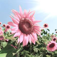 Sunflower Flower Seeds for Planting – Heirloom, Non-GMO, Seasonal Bloomer, High Germination