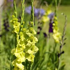 Gladiolus Dark Green Flower seeds for Planting – Vibrant Colors, Heirloom &amp; GMO Free Seeds for Home Garden, High Germination