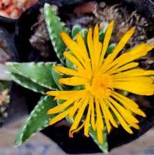Yellow Faucaria Tigrina Flower Seeds for Planting – Long Bloom Season, Heirloom, Non-GMO, High Germination