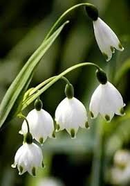 White Galanthus Flower Seeds for Planting – Heirloom, Non-GMO, Garden Favorite Seeds